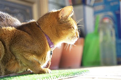 猫死|【獣医師監修】猫は死期が近づくとどんな行動を取。